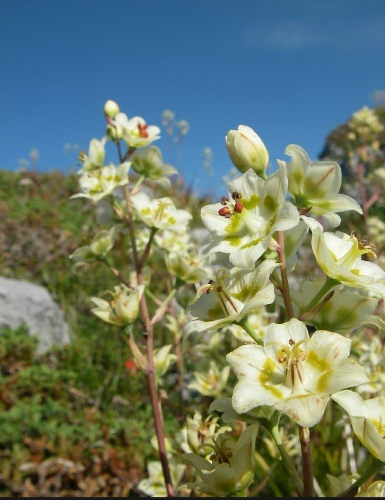 Mountain deathcamas (Zigadenus elegans ssp. elegans)