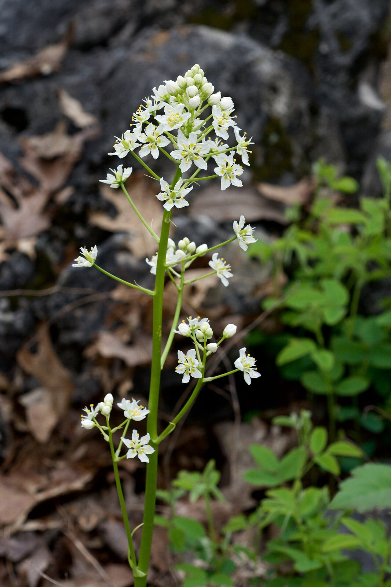 Nuttall's death camas (Zigadenus nuttallii)