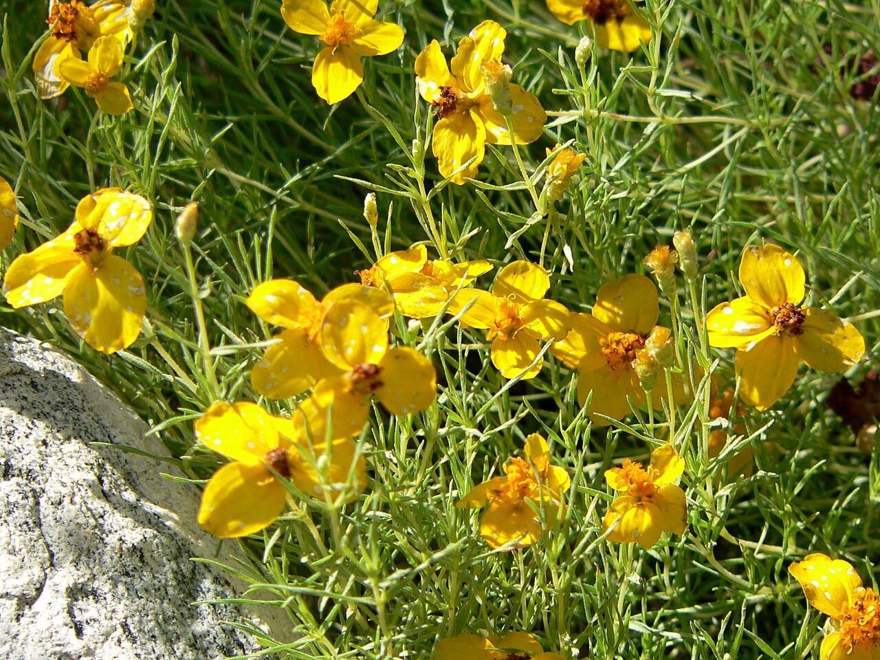 Plains zinnia (Zinnia grandiflora)
