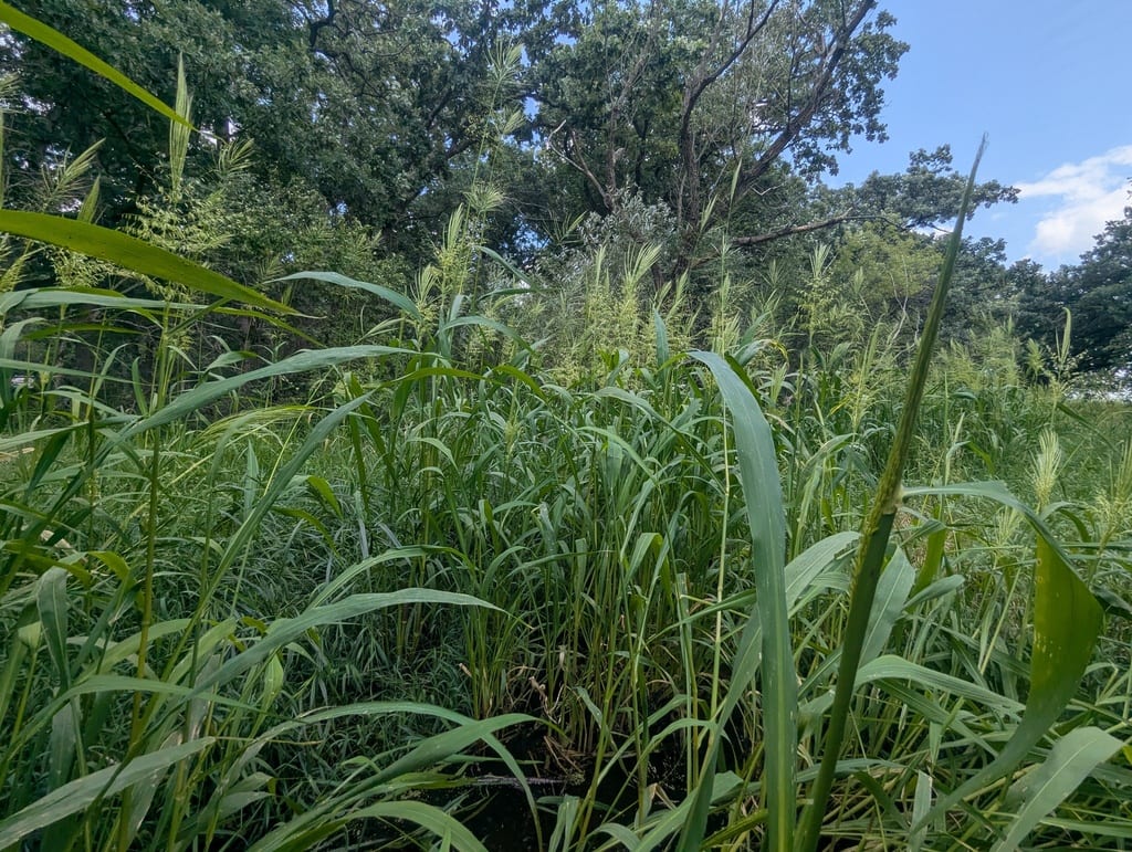 Annual wildrice (Zizania aquatica var. aquatica)