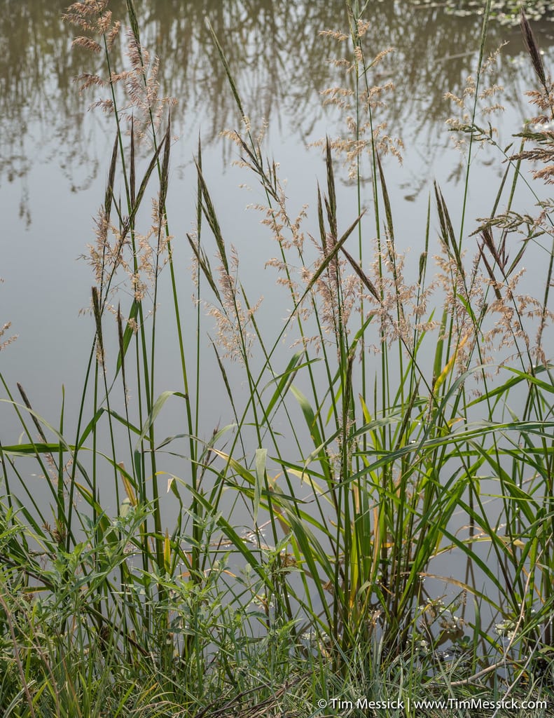 Northern wildrice (Zizania palustris var. interior)
