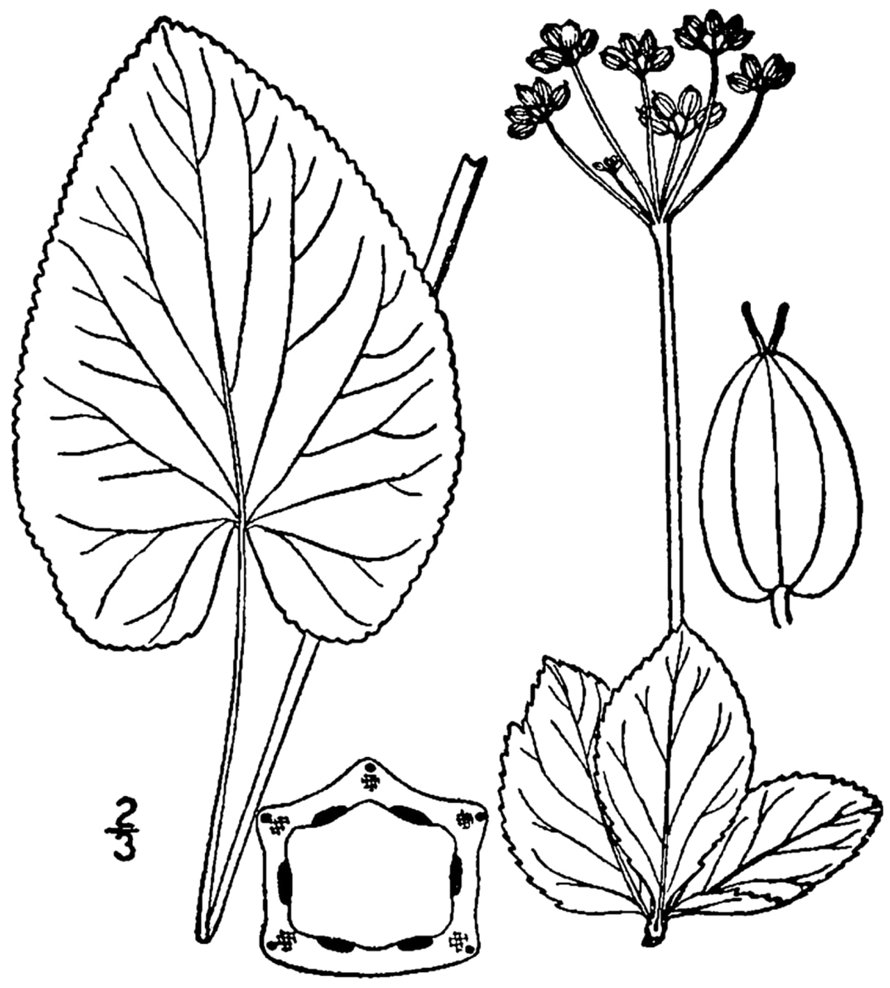 Heart-leaved meadow parsnip (Zizia aptera)