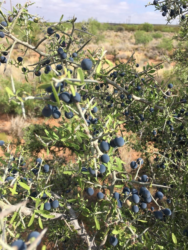 Lotebush (Ziziphus obtusifolia var. obtusifolia)